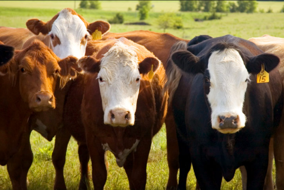 Cattle producer training