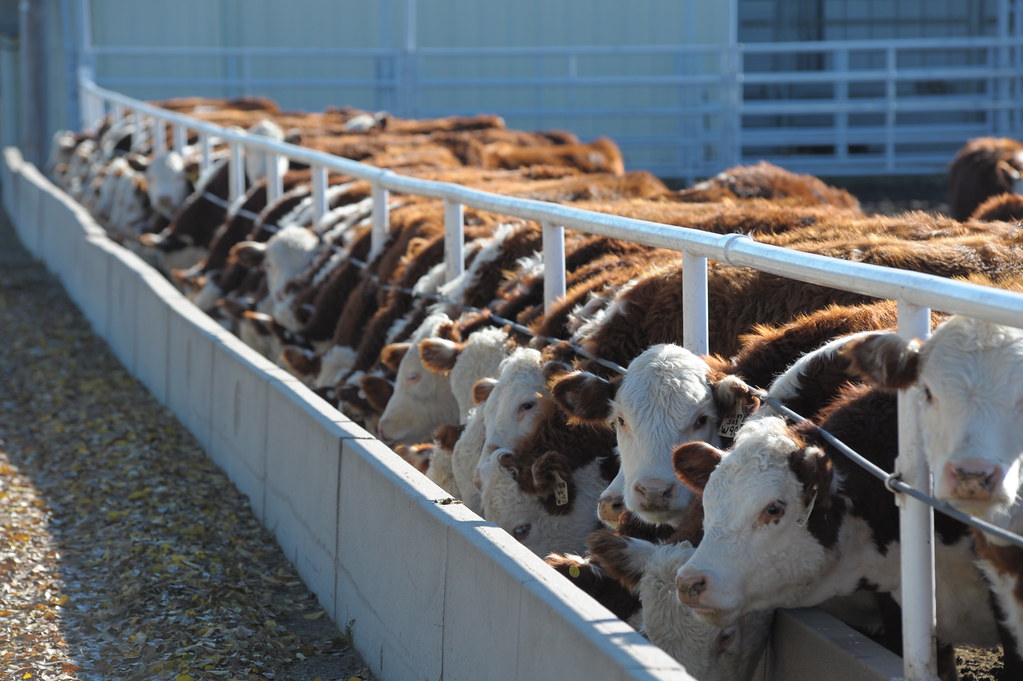 cattle%20at%20feed%20bunk