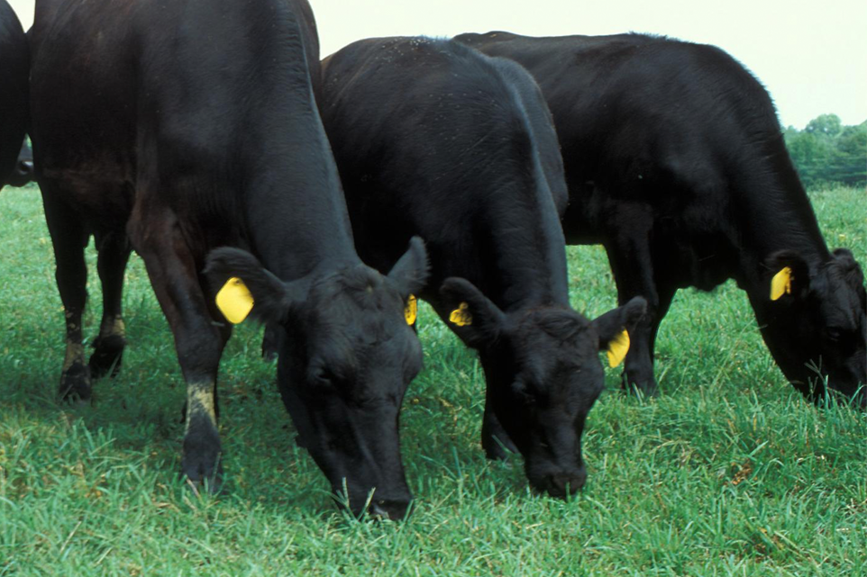 cattle%20at%20feed%20bunk