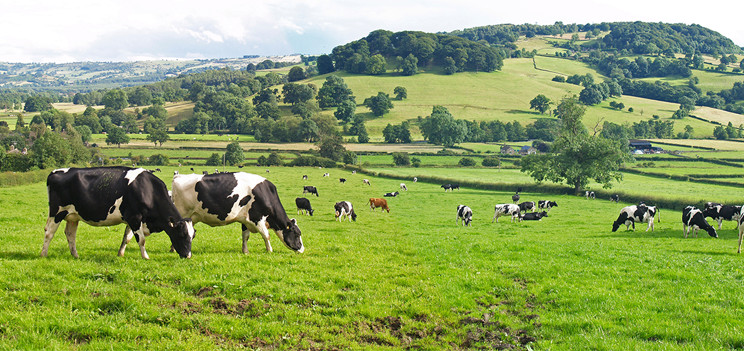 National Farmers Vice President, Paul Riniker Talks About America’s Dairy Picture