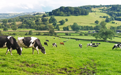 National Farmers Vice President, Paul Riniker Talks About America’s Dairy Picture