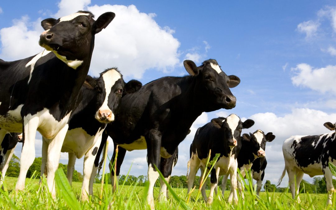 Farm groups collaborate on proposals to address dairy crisis at upcoming Dairy Together events