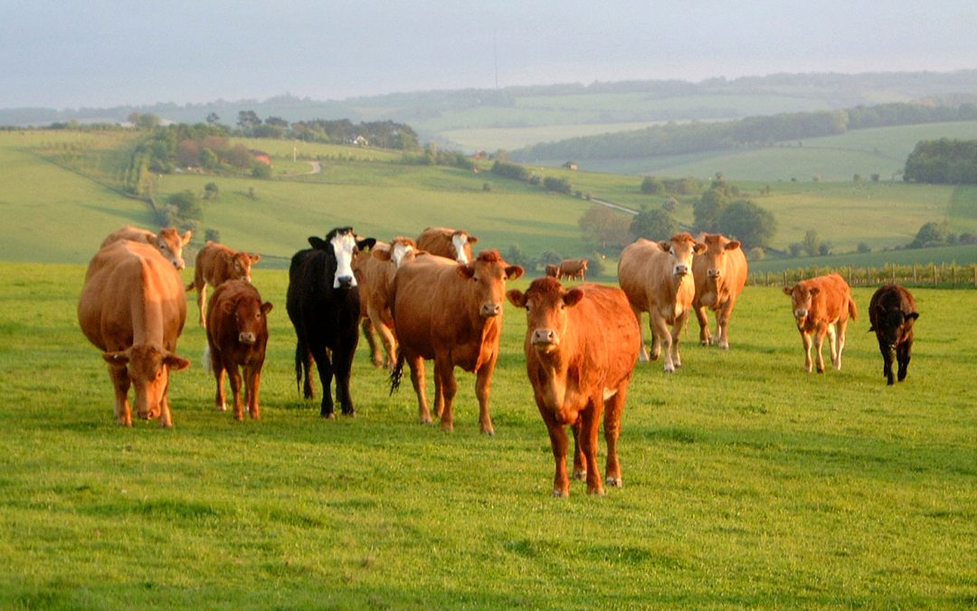 Consumers Impact Cattle Producers