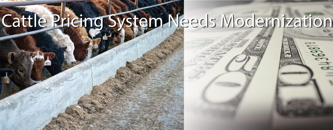 National Farmers Organization Says Cattle Pricing System Needs Modernization
