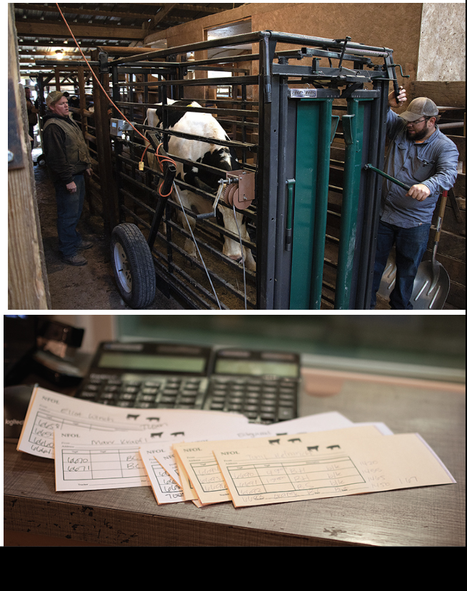 Manchester Livestock Auctions