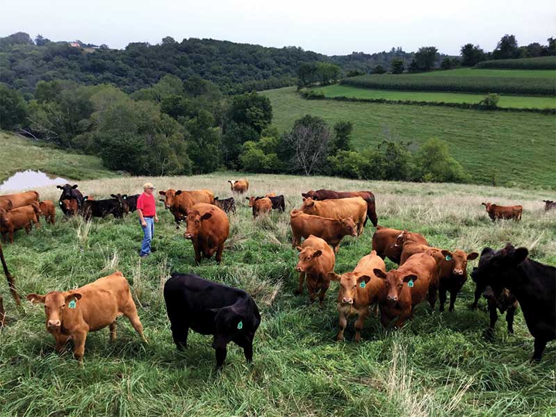 National Farmers - Petersen Cattle