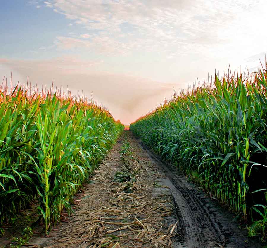 National Farmers - Corn