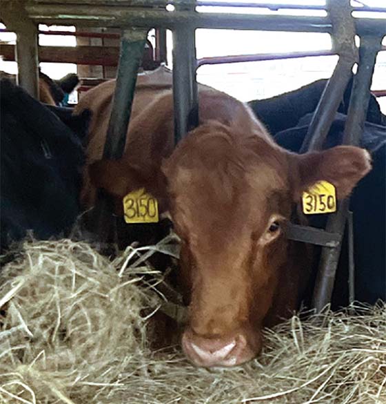 National Farmers - Steckler Family Farm