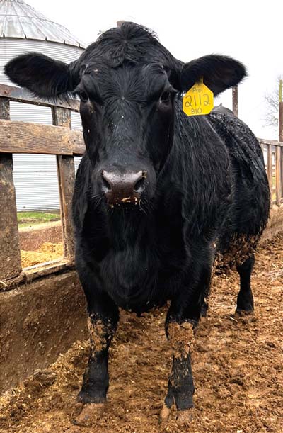 National Farmers - Steckler Family Farm