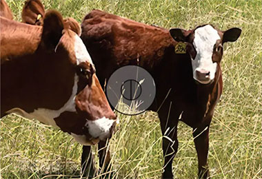 National Farmers - Gliko Family