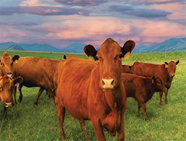 National Farmers - Gliko Family