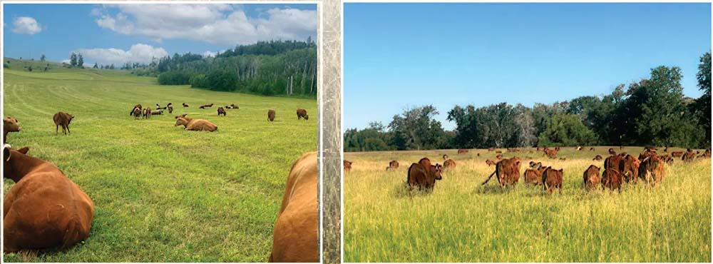 National Farmers - Gliko Family