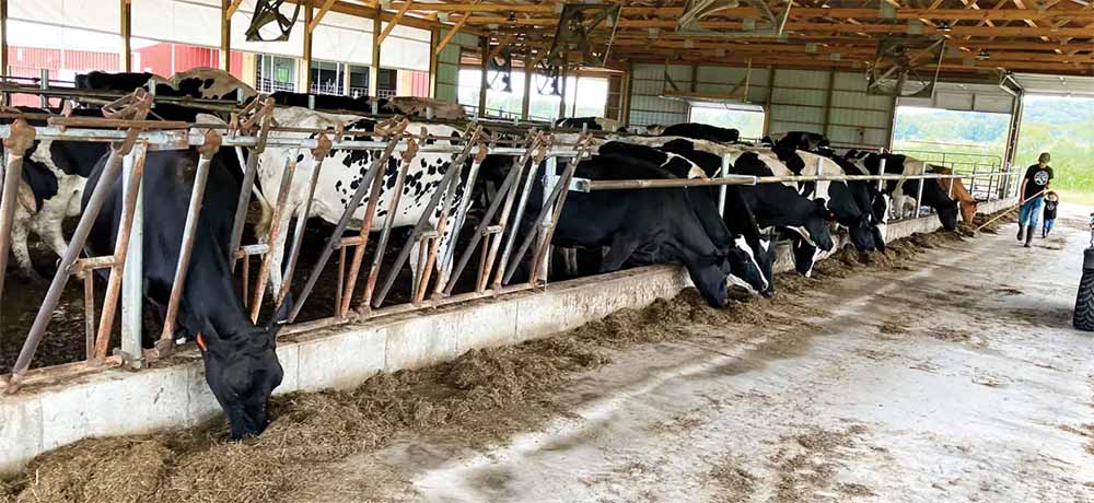 National Farmers Latest - Olson Dairies