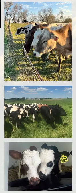 National Farmers - Zweber